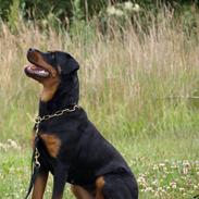 Rottweiler Nikita, dornenhof  R.I.P