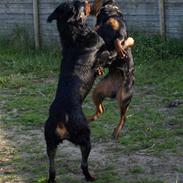 Rottweiler Nikita, dornenhof  R.I.P