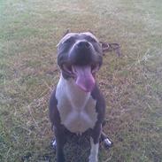 Amerikansk staffordshire terrier Cobra Aka BlueBoy