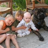 Boerboel Anasha Cæsar