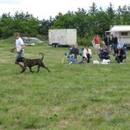 Boerboel Anasha Cæsar