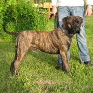 Boerboel Anasha Cæsar