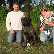 Boerboel Anasha Cæsar