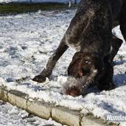 Ruhåret hønsehund Øksehaven´s Thor 