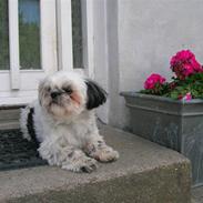 Shih tzu samson