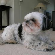 Shih tzu samson