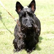Skotsk terrier Fie
