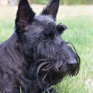 Skotsk terrier Fie