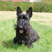 Skotsk terrier Fie