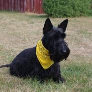 Skotsk terrier Fie