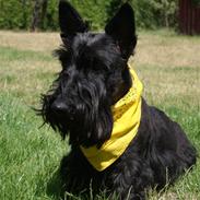 Skotsk terrier Fie