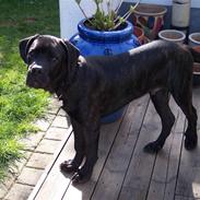 Cane corso Pluto Fik fred 24-3-