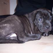 Cane corso Pluto Fik fred 24-3-