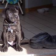 Cane corso Pluto Fik fred 24-3-