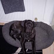 Cane corso Pluto Fik fred 24-3-