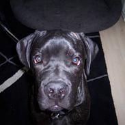 Cane corso Pluto Fik fred 24-3-