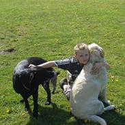 Labrador retriever bino