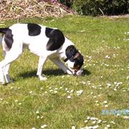 Blanding af racer Djanco