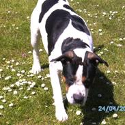 Blanding af racer Djanco