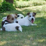 Jack russell terrier Bertha