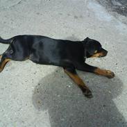 Rottweiler Sascha