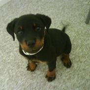 Rottweiler Sascha