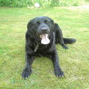 Blanding af racer Simba R.I.P