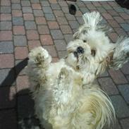 Lhasa apso Chili :) 