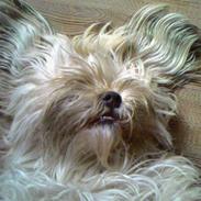 Lhasa apso Chili :) 