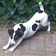 Jack russell terrier bibi