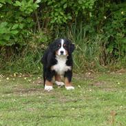 Berner sennenhund Nellie