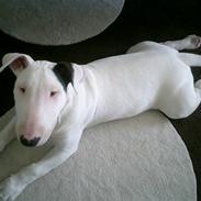Bullterrier Ambo( Billie)