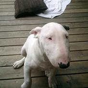 Bullterrier Ambo( Billie)