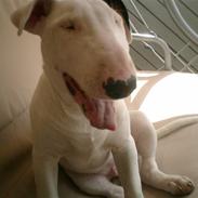 Bullterrier Ambo( Billie)
