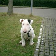 Bullterrier Ambo( Billie)
