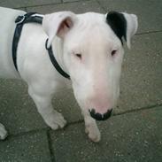 Bullterrier Ambo( Billie)