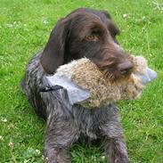 Ruhåret hønsehund Kragborg Sif