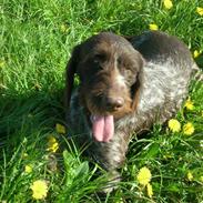 Ruhåret hønsehund Kragborg Sif