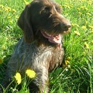 Ruhåret hønsehund Kragborg Sif