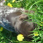 Ruhåret hønsehund Kragborg Sif