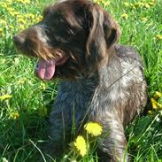 Ruhåret hønsehund Kragborg Sif