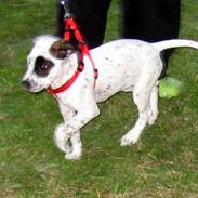 Blanding af racer Malou