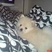 Pomeranian  pippo <3