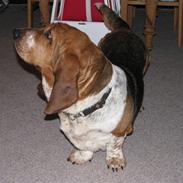 Basset hound Augusta