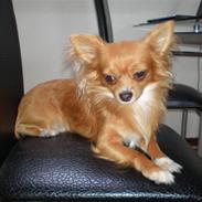 Chihuahua Simba