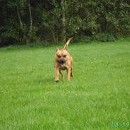 Amerikansk staffordshire terrier Cuda