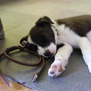 Border collie Eddy