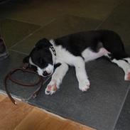 Border collie Eddy