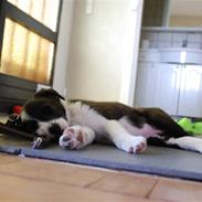 Border collie Eddy