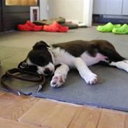 Border collie Eddy